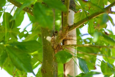 Laburnum anagyroides cépée 200-250