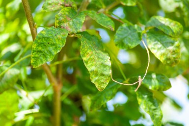 Laburnum anagyroides cépée 200-250