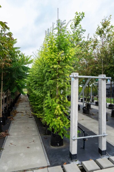 Larix decidua haute-tige 10/12