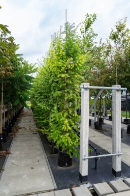 Larix decidua haute-tige 10/12