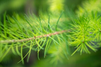 Larix decidua haute-tige 10/12
