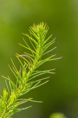 Larix decidua haute-tige 10/12