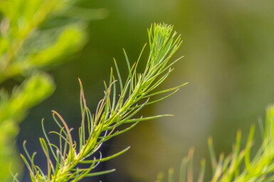 Larix decidua haute-tige 10/12