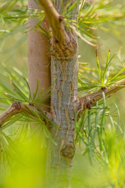 Larix decidua haute-tige 10/12