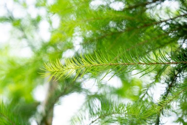 Larix decidua haute-tige 10/12
