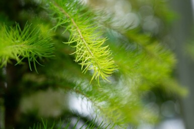Larix decidua haute-tige 10/12