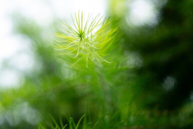 Larix decidua haute-tige 10/12
