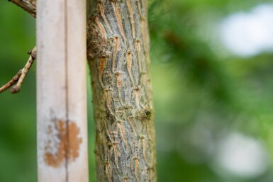 Larix decidua haute-tige 10/12
