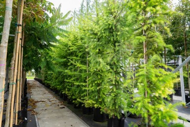 Larix decidua haute-tige 10/12