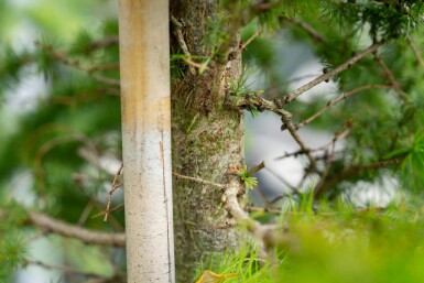 Larix decidua haute-tige 10/12