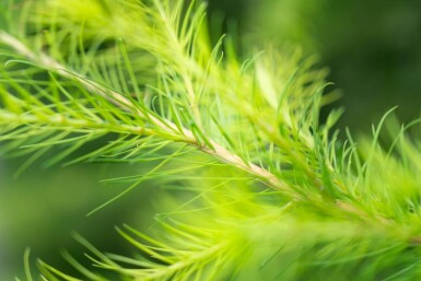 Larix decidua haute-tige 10/12
