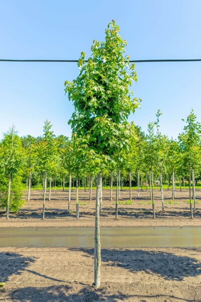 Liquidambar styraciflua haute-tige 8/10