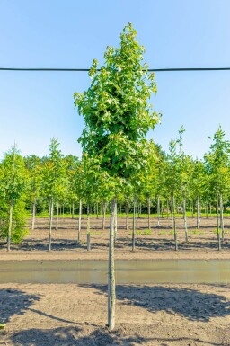 Liquidambar styraciflua haute-tige