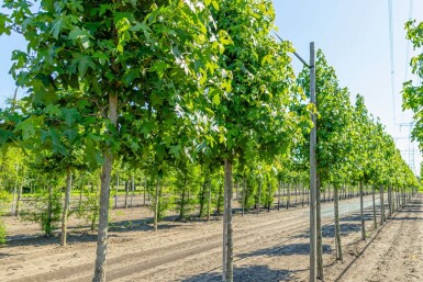 Liquidambar styraciflua haute-tige