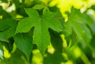 Liquidambar styraciflua haute-tige 8/10