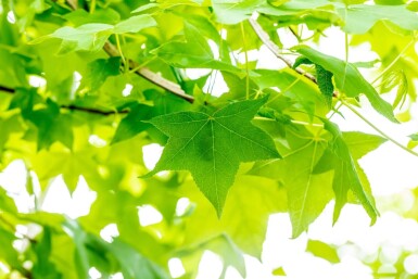 Liquidambar styraciflua haute-tige 8/10