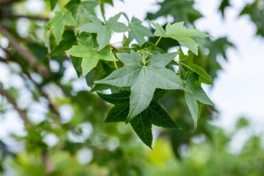 Liquidambar styraciflua haute-tige 8/10