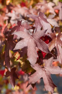 Liquidambar styraciflua haute-tige 8/10