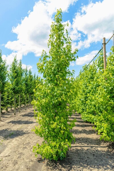 Liquidambar styraciflua baliveau 10/12