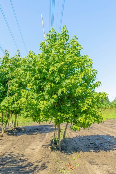 Liquidambar styraciflua cépée 250-300