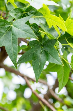Liquidambar styraciflua cépée 250-300
