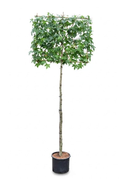 Liquidambar styraciflua espalier 10/12 190cm tronc 150b x 120h