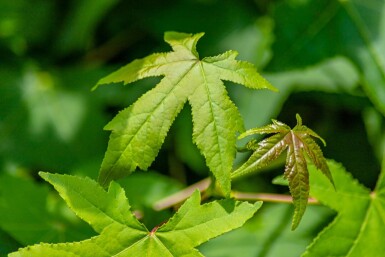 Liquidambar styraciflua espalier