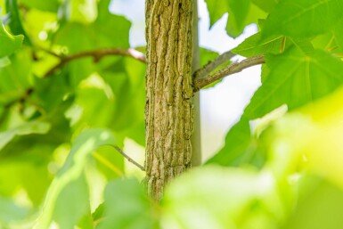 Liquidambar styraciflua espalier 10/12 190cm tronc 150b x 120h