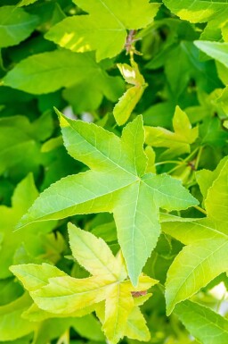 Liquidambar styraciflua 'Gum Ball' haute-tige