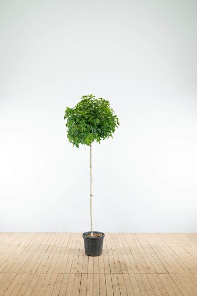 Liquidambar styraciflua 'Gum Ball' boule sur tige 10/12 225cm tronc