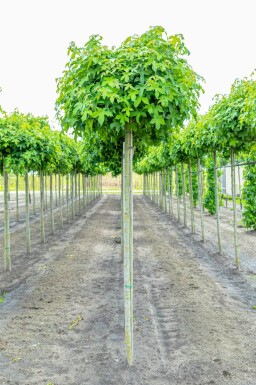 Liquidambar styraciflua 'Gum Ball' boule sur tige 10/12 225cm tronc