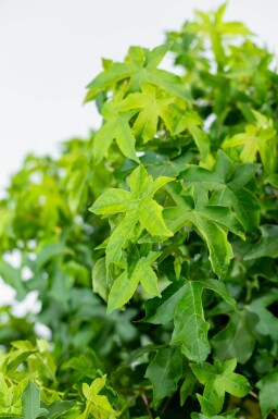 Liquidambar styraciflua 'Gum Ball' demi-tige