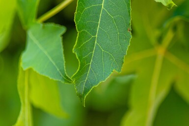 Liquidambar styraciflua 'Gum Ball' demi-tige