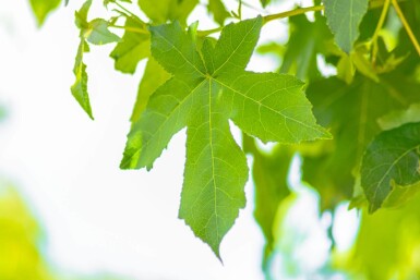 Liquidambar styraciflua 'Gum Ball' demi-tige