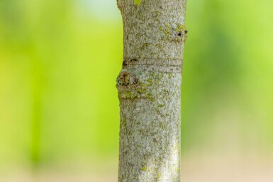 Liquidambar styraciflua 'Gum Ball' demi-tige