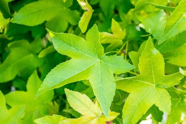 Liquidambar styraciflua 'Gum Ball' demi-tige