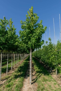Liquidambar styraciflua 'Lane Roberts' haute-tige