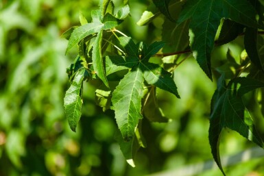 Liquidambar styraciflua 'Lane Roberts' haute-tige
