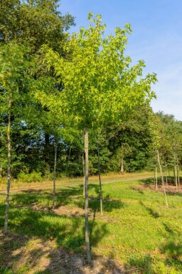 Liquidambar styraciflua 'Slender Silhouette' haute-tige