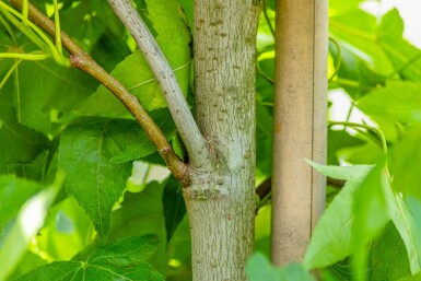 Liquidambar styraciflua 'Slender Silhouette' haute-tige 14/16
