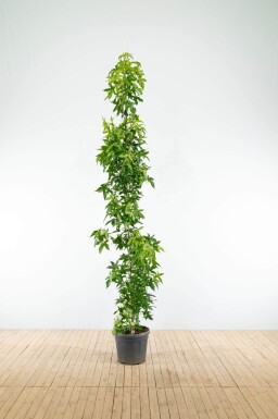 Liquidambar styraciflua 'Slender Silhouette' baliveau