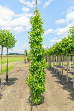 Liquidambar styraciflua 'Slender Silhouette' baliveau