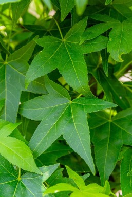 Liquidambar styraciflua 'Slender Silhouette' baliveau 4-6