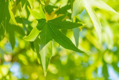 Liquidambar styraciflua 'Slender Silhouette' baliveau 4-6