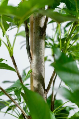 Liquidambar styraciflua 'Slender Silhouette' baliveau 4-6