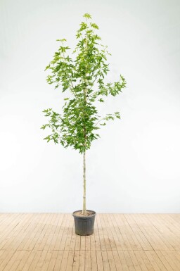 Liquidambar styraciflua 'Worplesdon' haute-tige