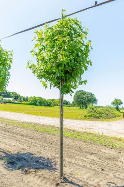Liquidambar styraciflua 'Worplesdon' haute-tige