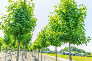 Liquidambar styraciflua 'Worplesdon' haute-tige 14/16