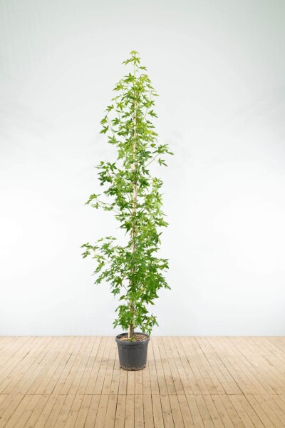 Liquidambar styraciflua 'Worplesdon' baliveau 4-6