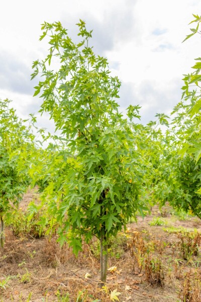Liquidambar styraciflua 'Worplesdon' cépée 200-250
